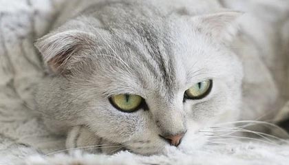 如何通过子梓的QQ刷赞和微博推广来快速提升社交媒体账号的关注度?